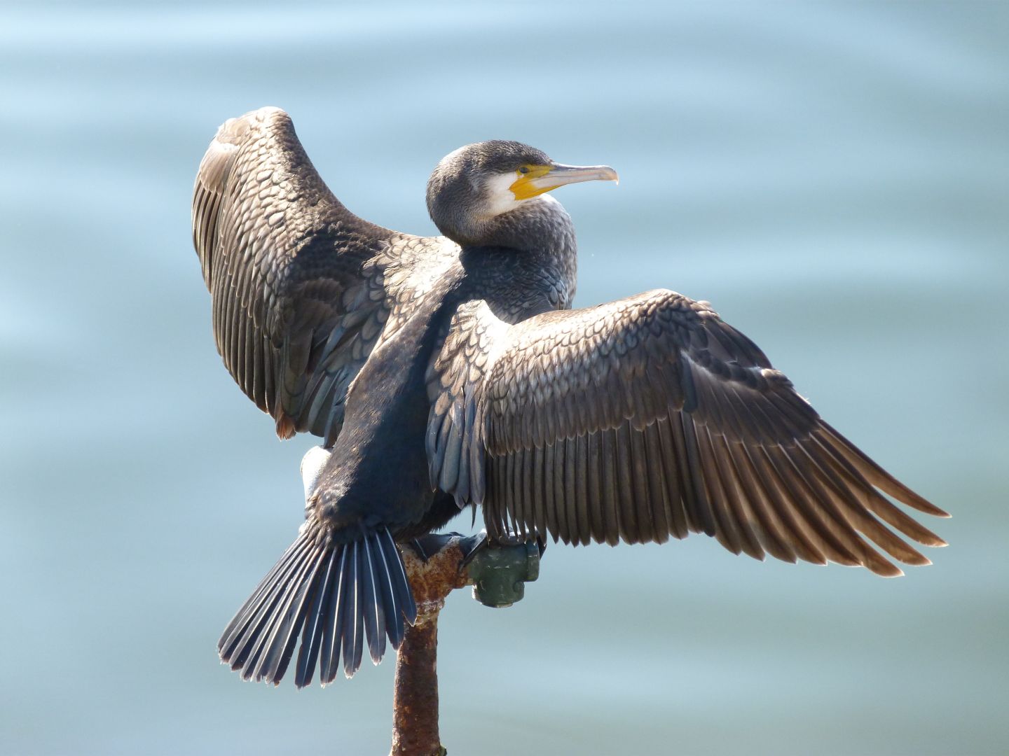 Cormorano