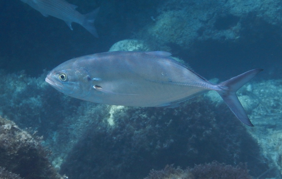 Giovane Caranx crysos da Lampedusa