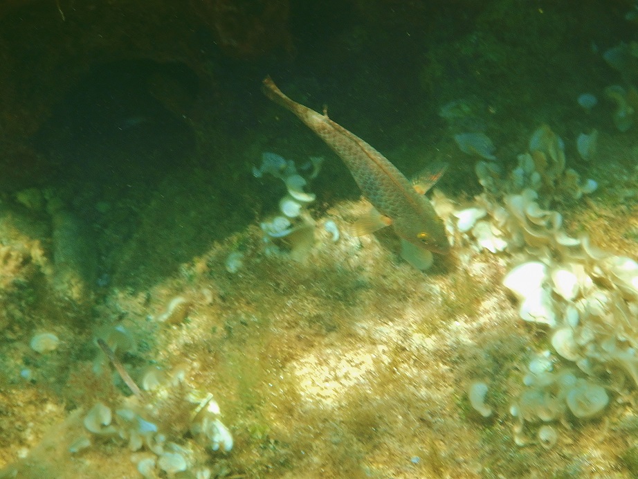 Sparisoma cretense