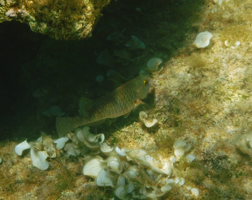 Sparisoma cretense