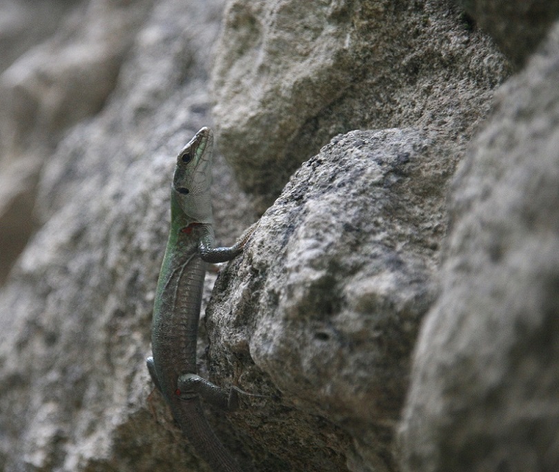 Lacertidae da identificare