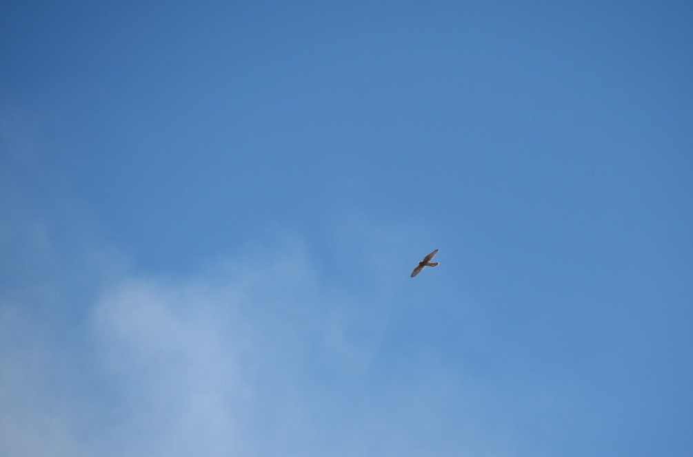 Rapace da identificare