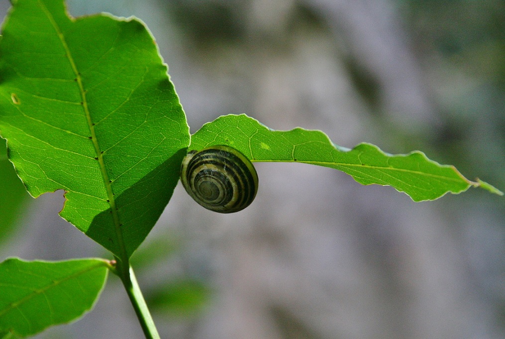 Chiocciola da identificare