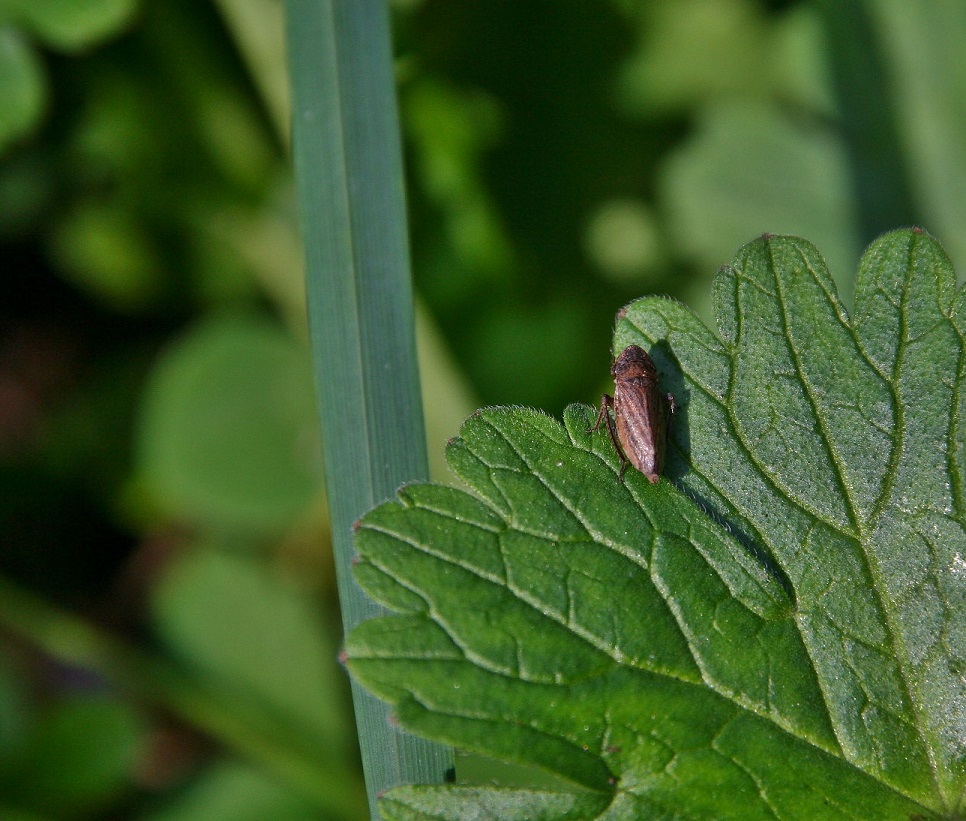 Cicadellidae? S, Aphrodes sp.