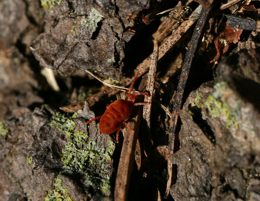 Trombidium holosericerum?