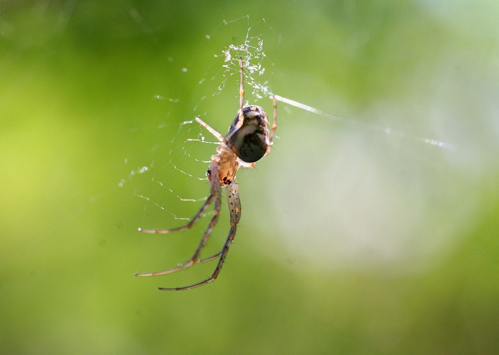 Tetragnathidae:  Metellina sp. - Monte San Martino (LC)