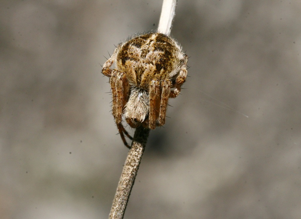 Araneidae:  Agalenatea redii - Monte San Martino (LC)