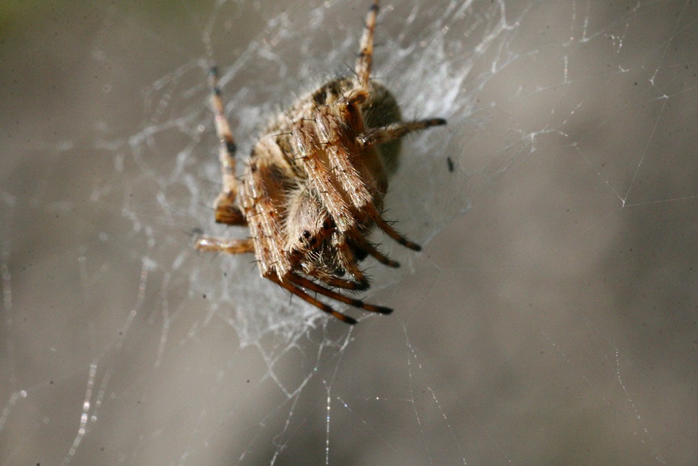 Araneidae:  Agalenatea redii - Monte San Martino (LC)