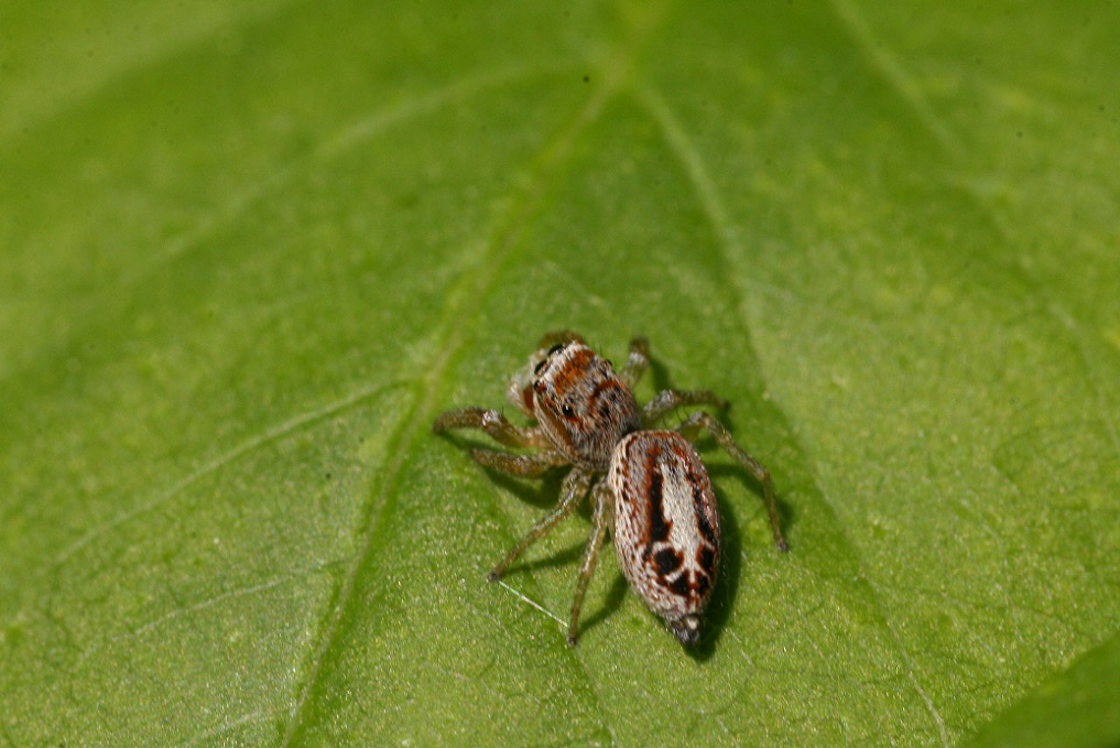 Salticidae: Icius sp.  - Monte San Martino (LC)