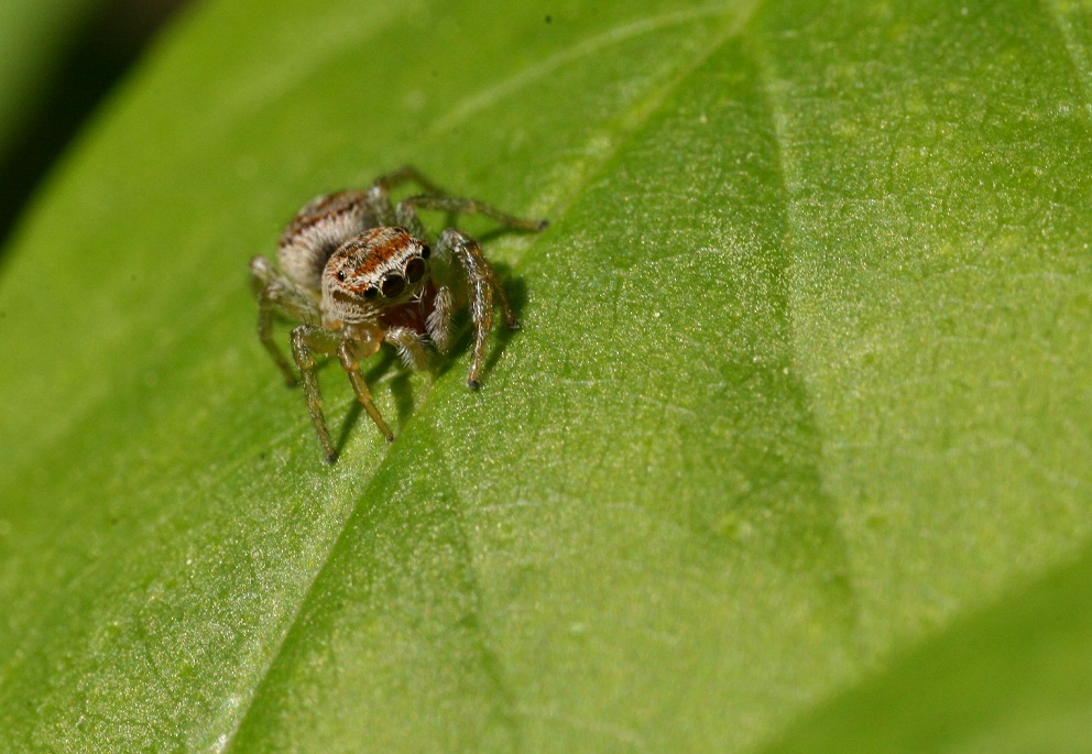 Salticidae: Icius sp.  - Monte San Martino (LC)