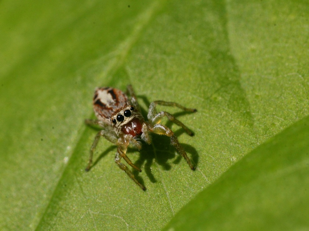 Salticidae: Icius sp.  - Monte San Martino (LC)