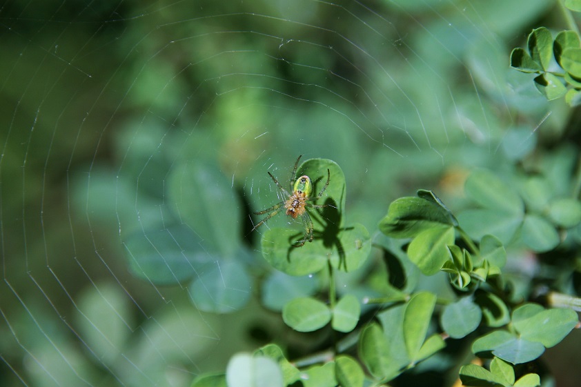 Araniella cucurbitina?