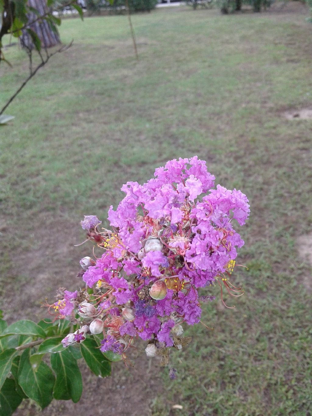 Lagerstroemia indica (Lythraceae)