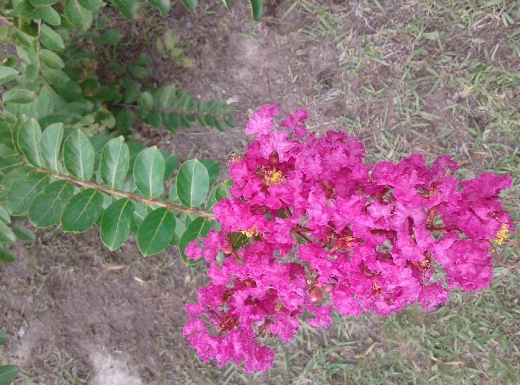 Lagerstroemia indica (Lythraceae)