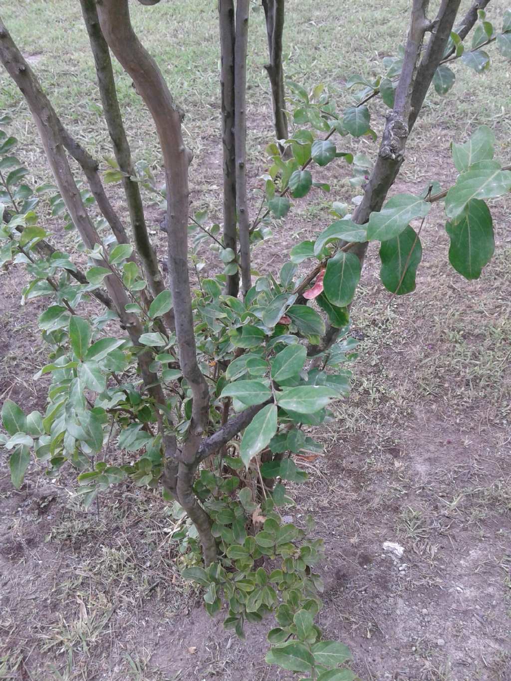 Lagerstroemia indica (Lythraceae)