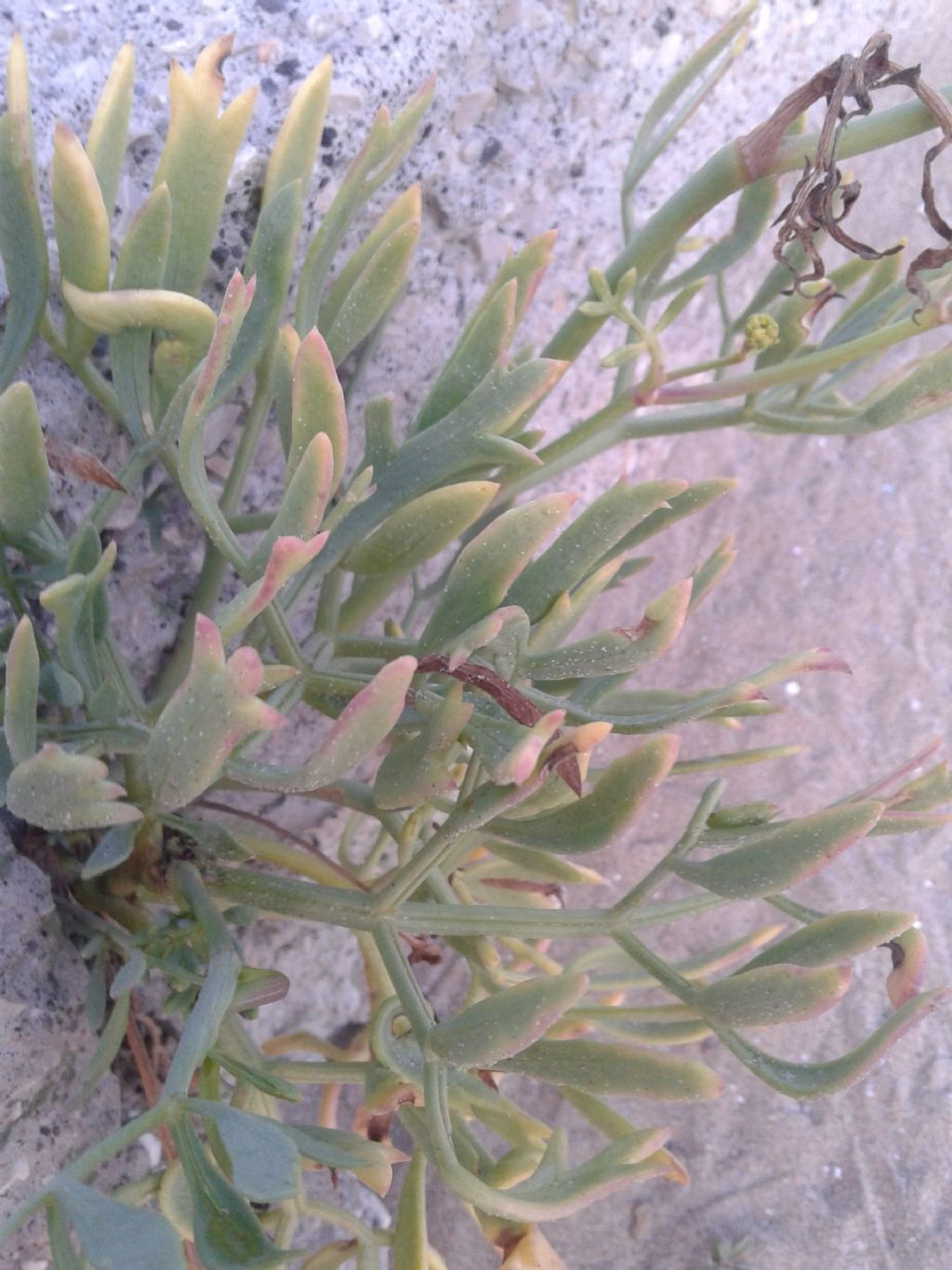 Pianta sulla roccia: Crithmum maritimum (Apiaceae)