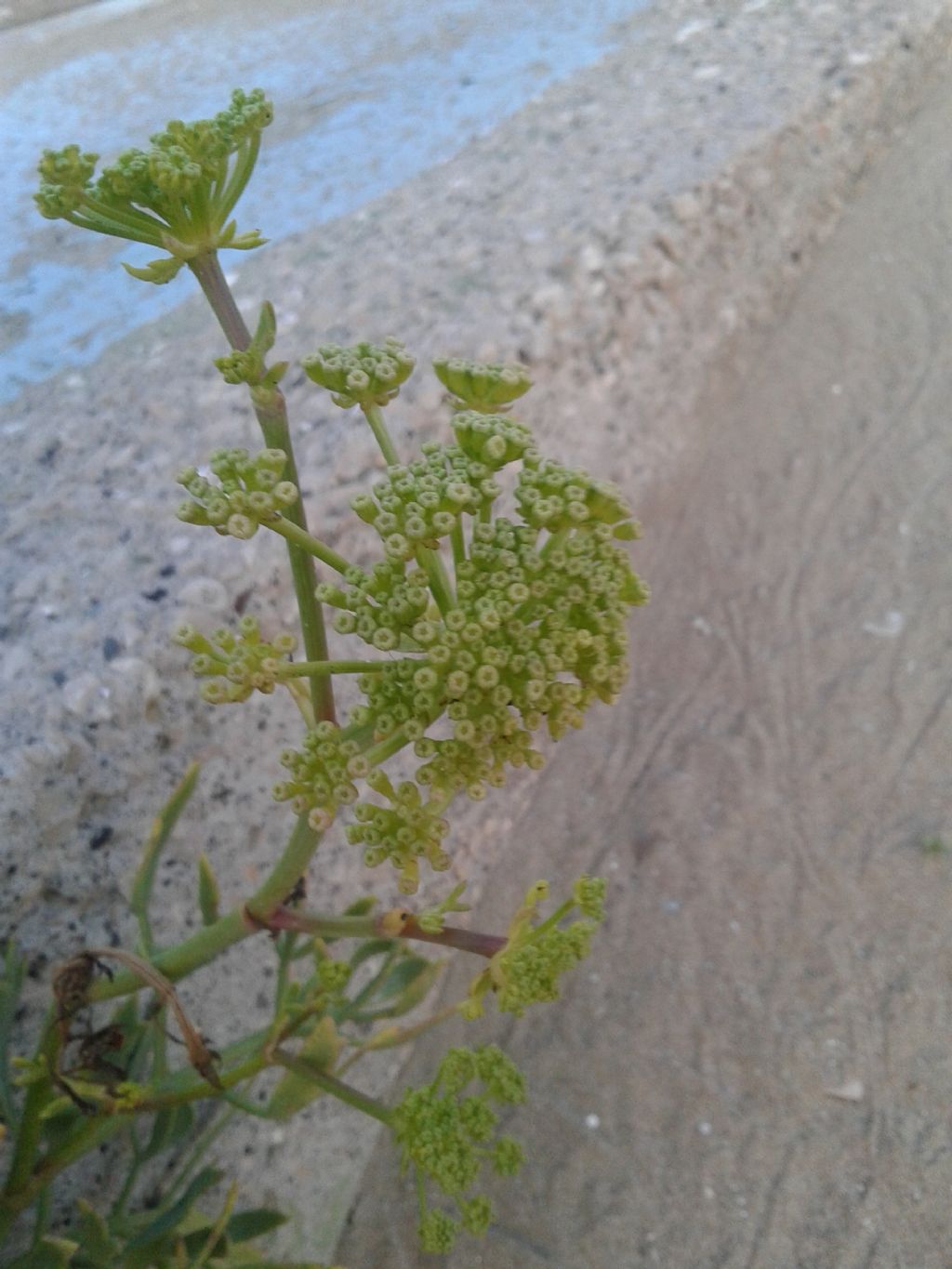 Pianta sulla roccia: Crithmum maritimum (Apiaceae)