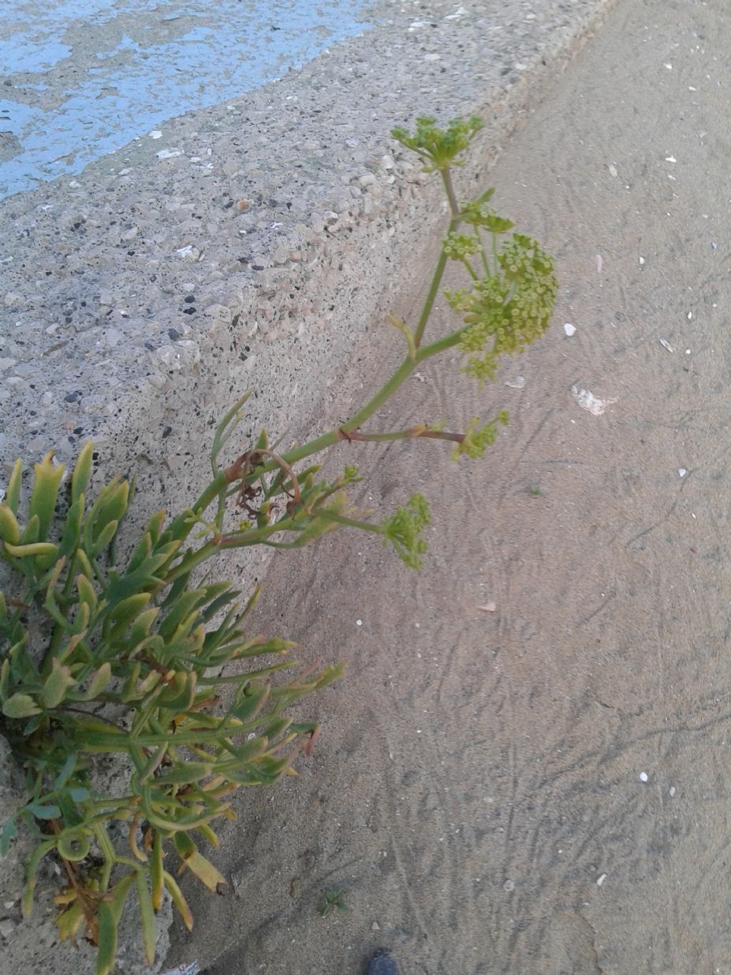 Pianta sulla roccia: Crithmum maritimum (Apiaceae)