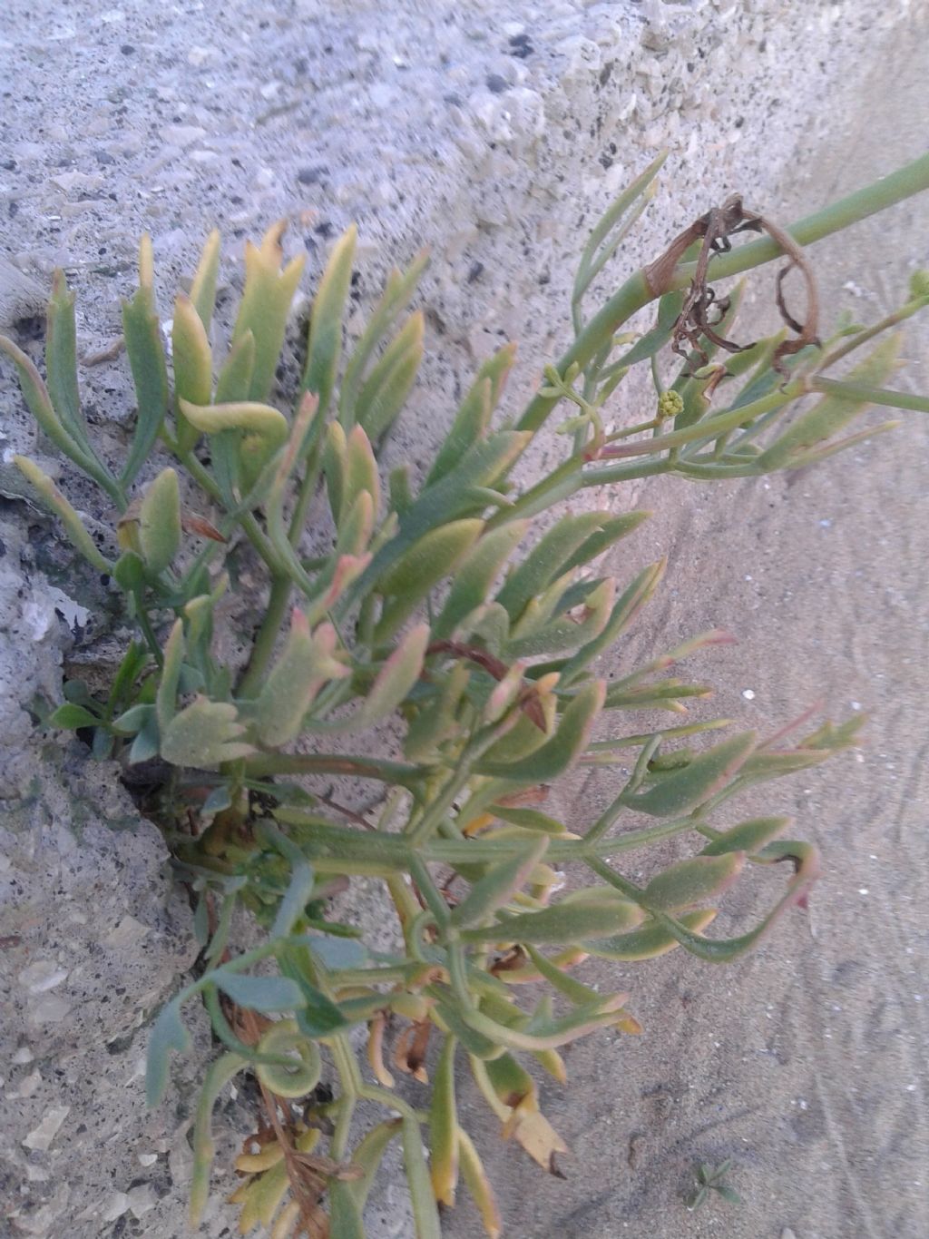 Pianta sulla roccia: Crithmum maritimum (Apiaceae)