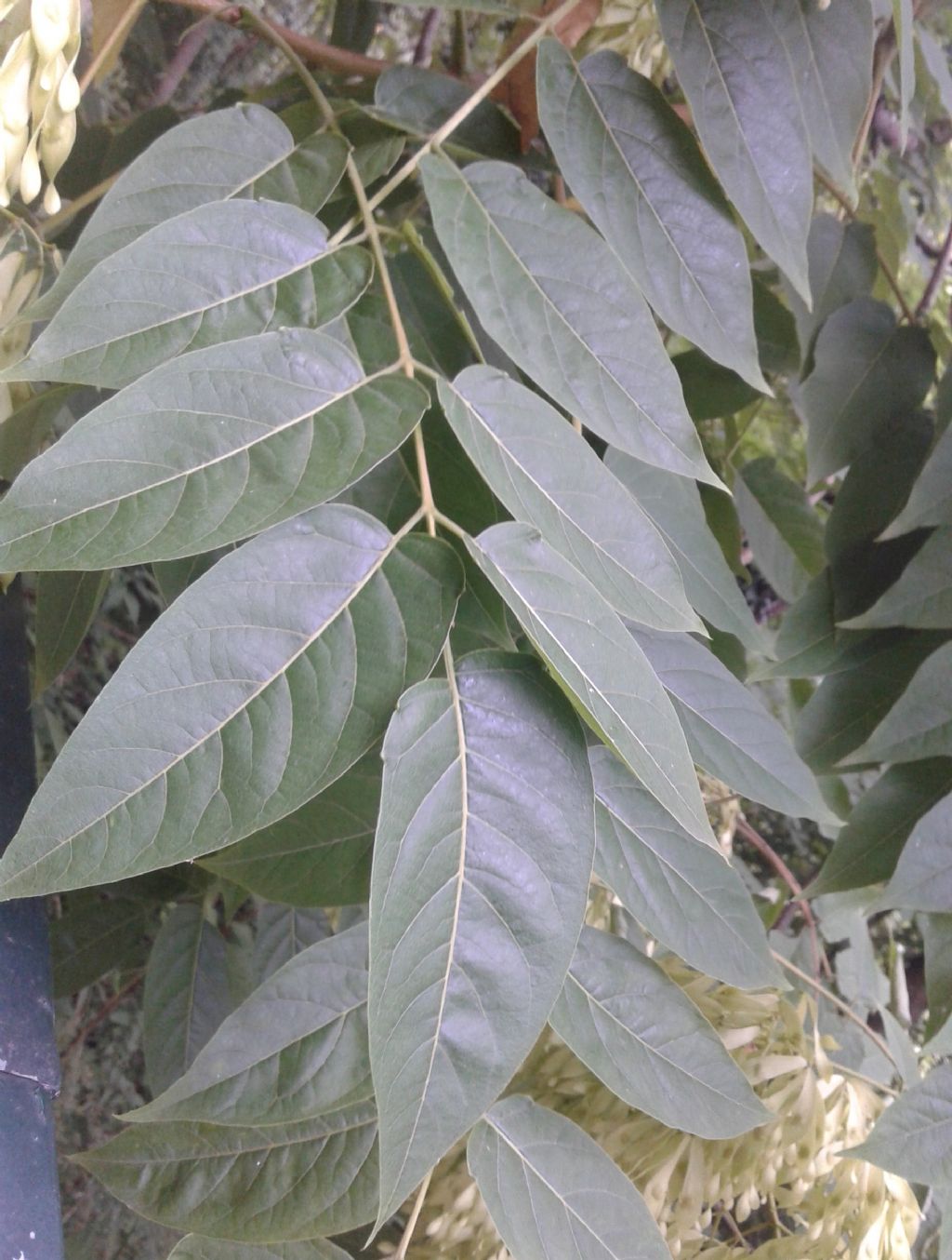 Albero ENORME: Ailanthus altissima (Sapindales Simaroubaceae)