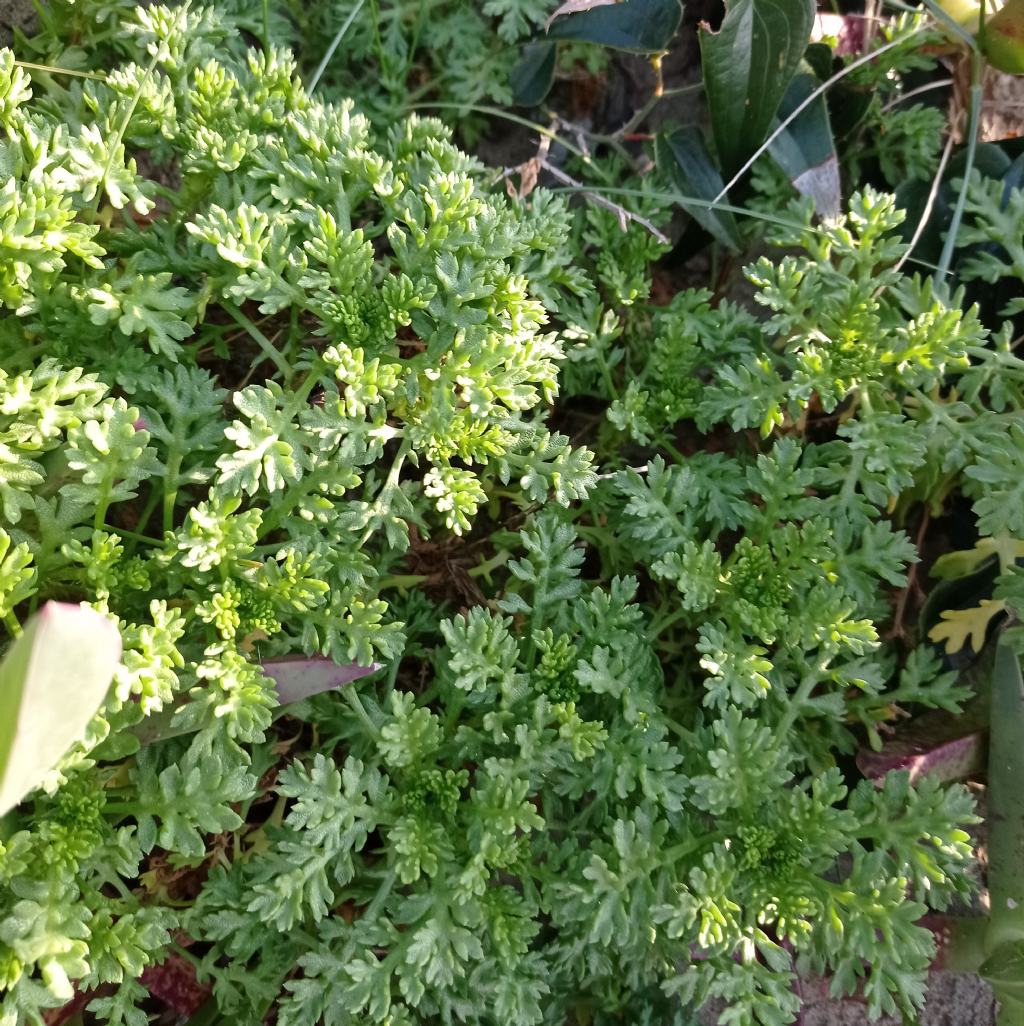 Anthemis maritima (Asteraceae)