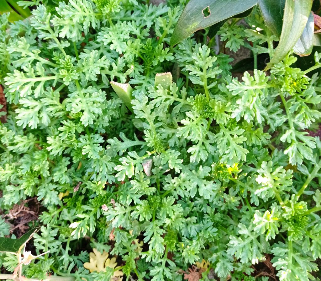 Anthemis maritima (Asteraceae)