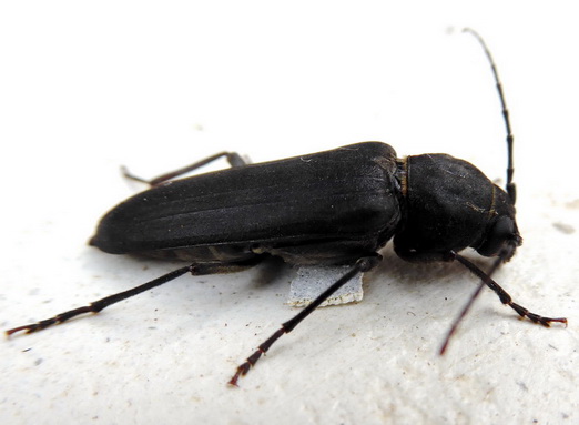 Cerambycidae:  Arhopalus sp.