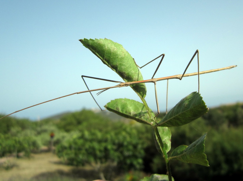 Phasmatodea:  maschio di Bacillus rossius