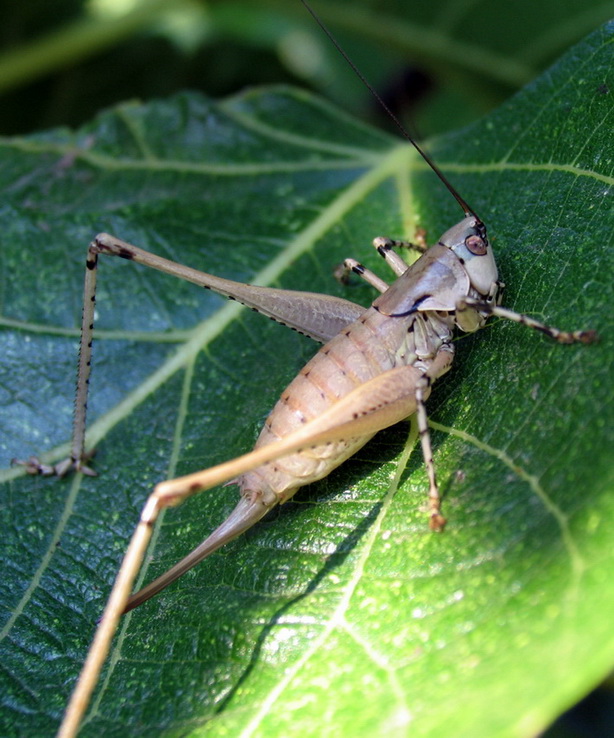 Rhacocleis annulata (Tettigoniidae)