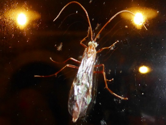 Ichneumonidae da identificare