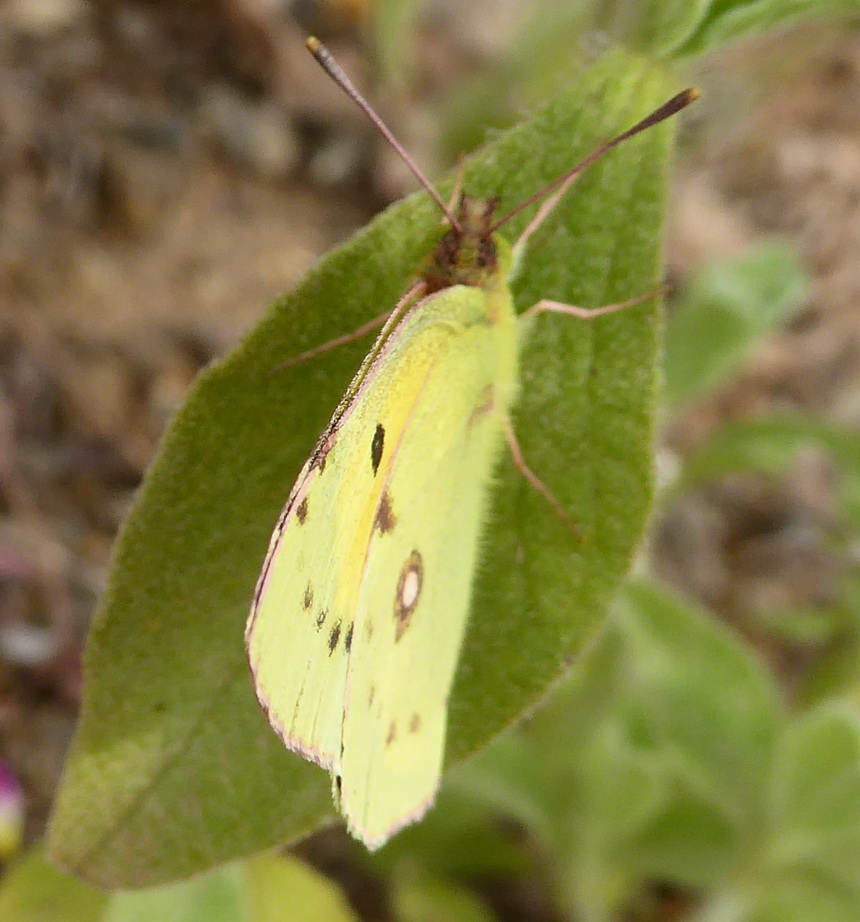 Lepdottero 3 - Colias crocea, Pieridae