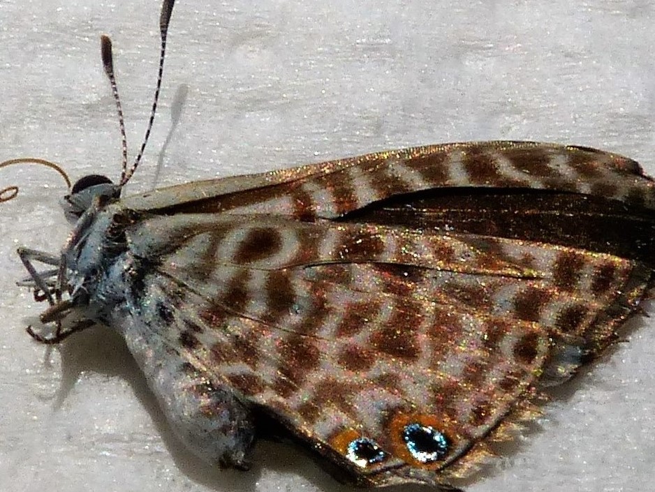 Da identificare - Leptotes pirithous, Lycaenidae