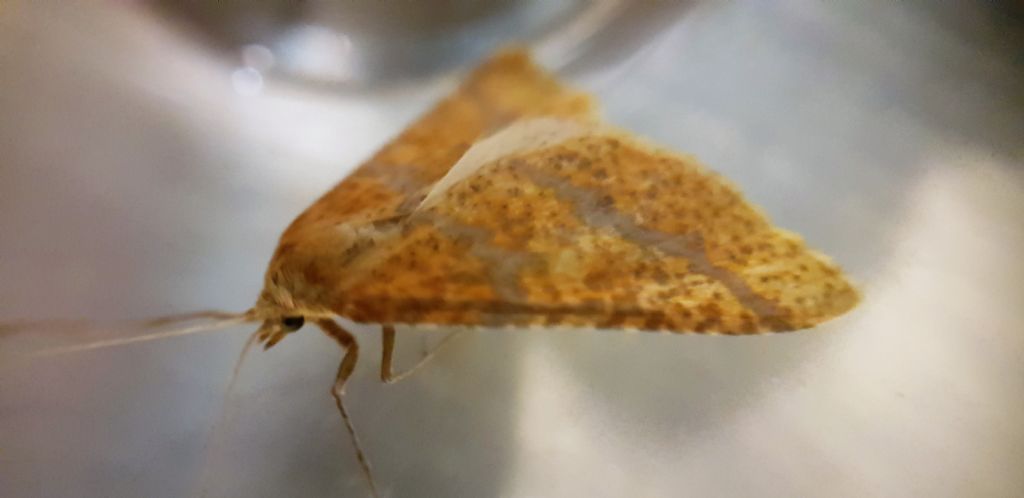 Da Pantelleria:  Aspitates ochrearia (Geometridae)