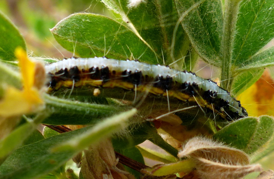 Bruco da identificare - Uresiphita gilvata, Crambidae