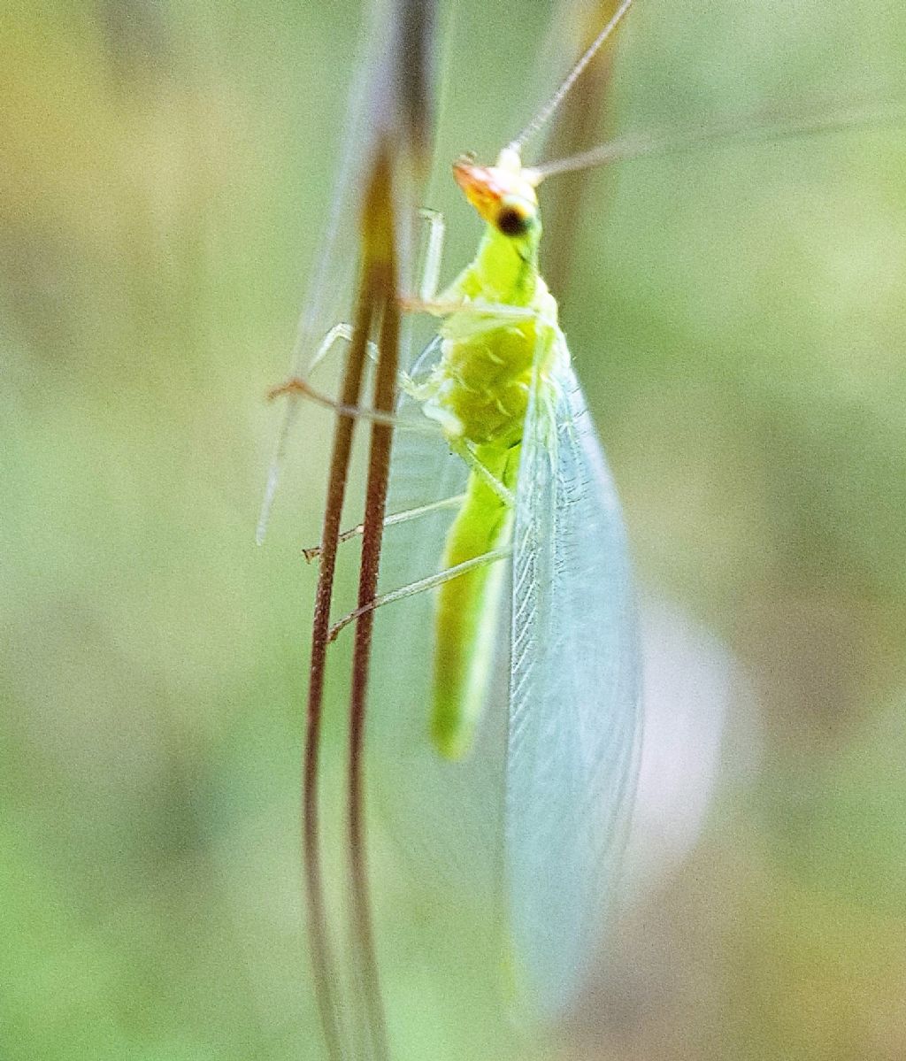 Chrysoperla lucasina (Chrysopidae)