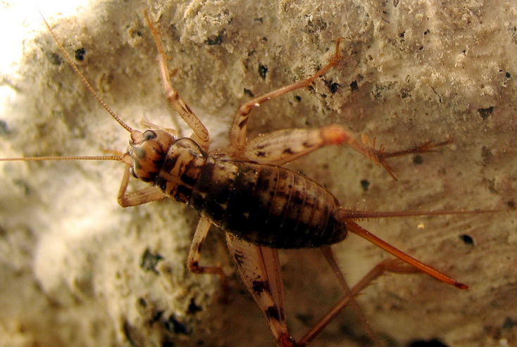 Orthoptera Gryllidae: Gryllomorpha dalmatina