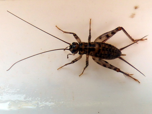 Orthoptera Gryllidae: Gryllomorpha dalmatina