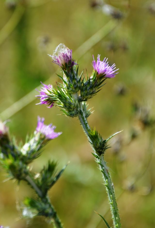 Carduus pycnocephalus