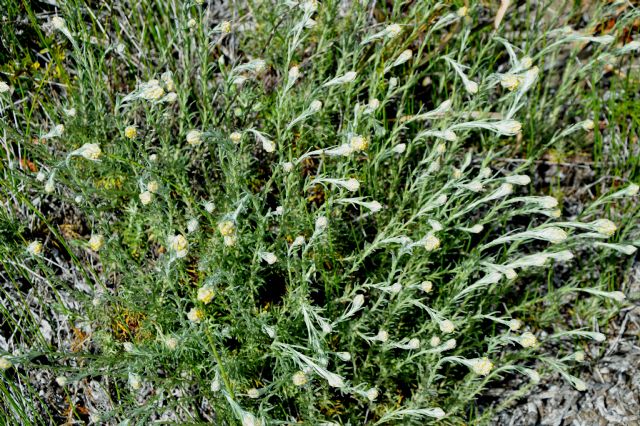 Helichrysum italicum