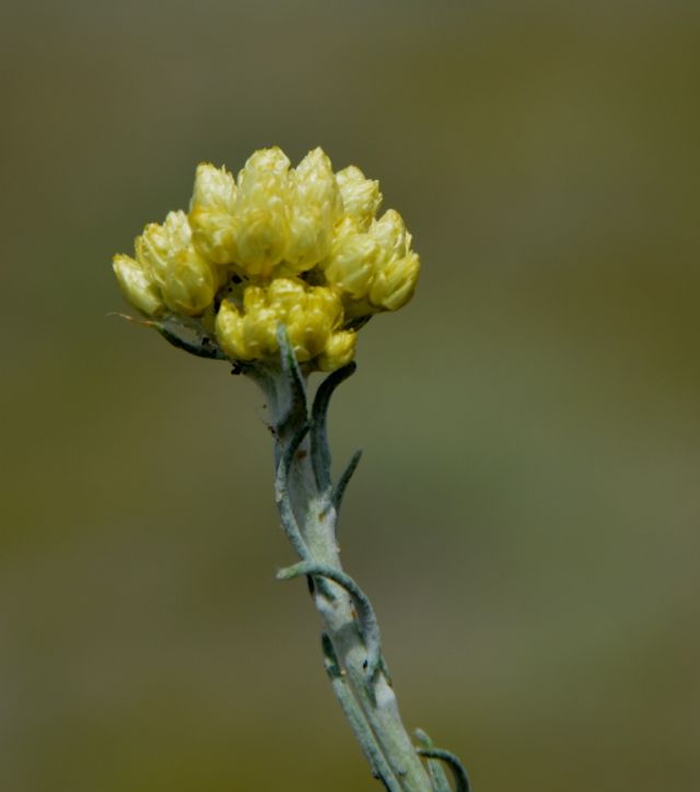 Helichrysum italicum