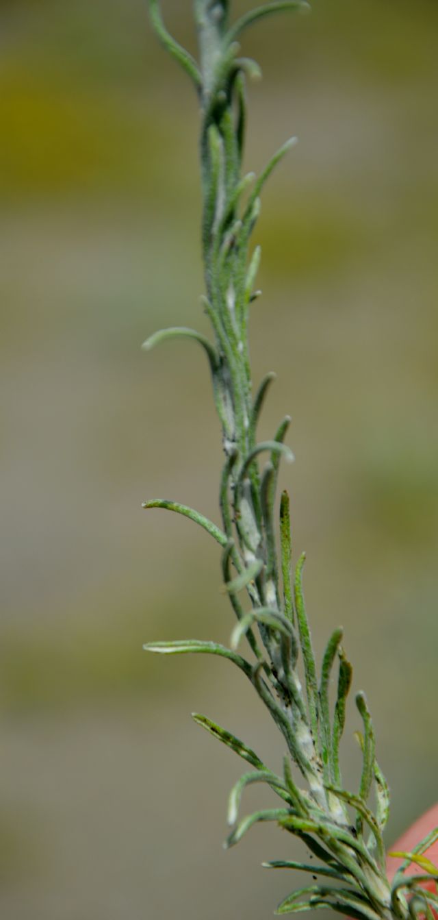 Helichrysum italicum