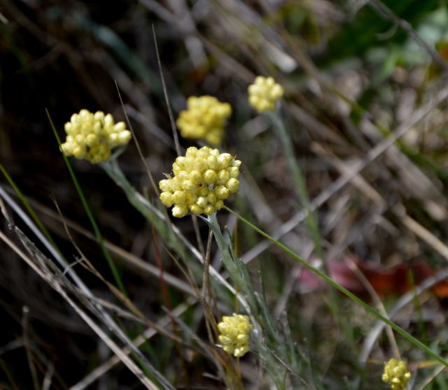 Helichrysum italicum