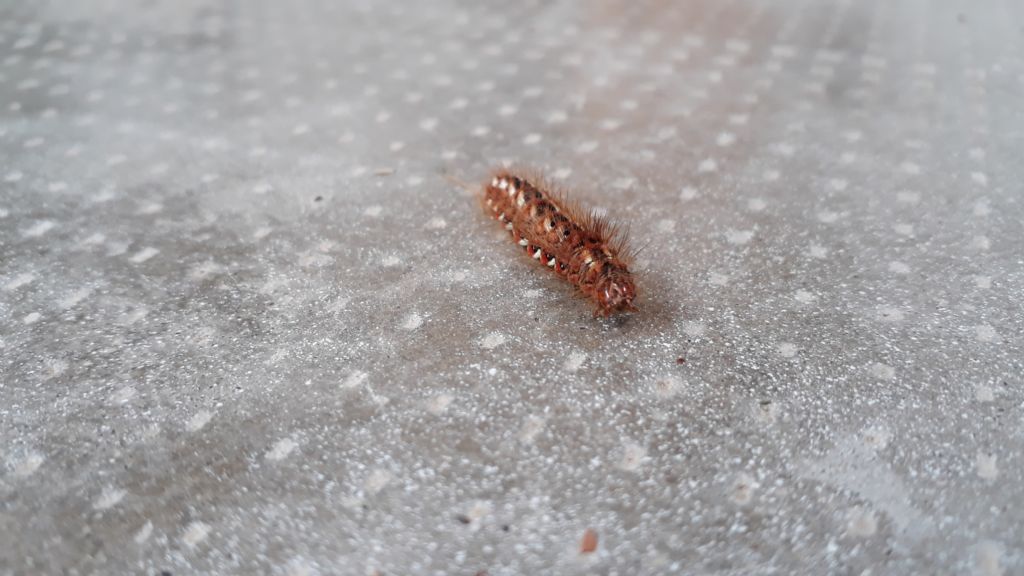 Bruco da identificare: Euplagia quadripunctaria? No, Acronicta rumicis