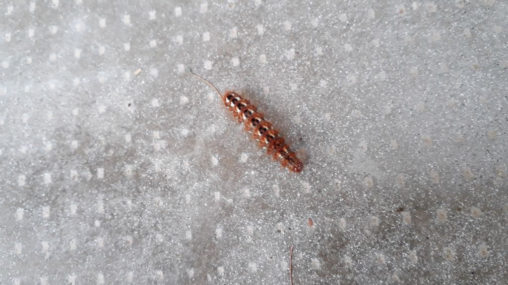 Bruco da identificare: Euplagia quadripunctaria? No, Acronicta rumicis