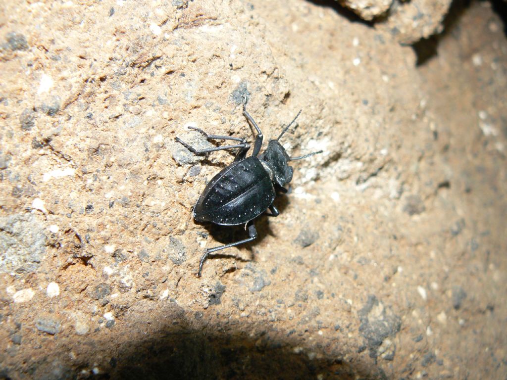 Akis bacarozzo, Tenebrionidae