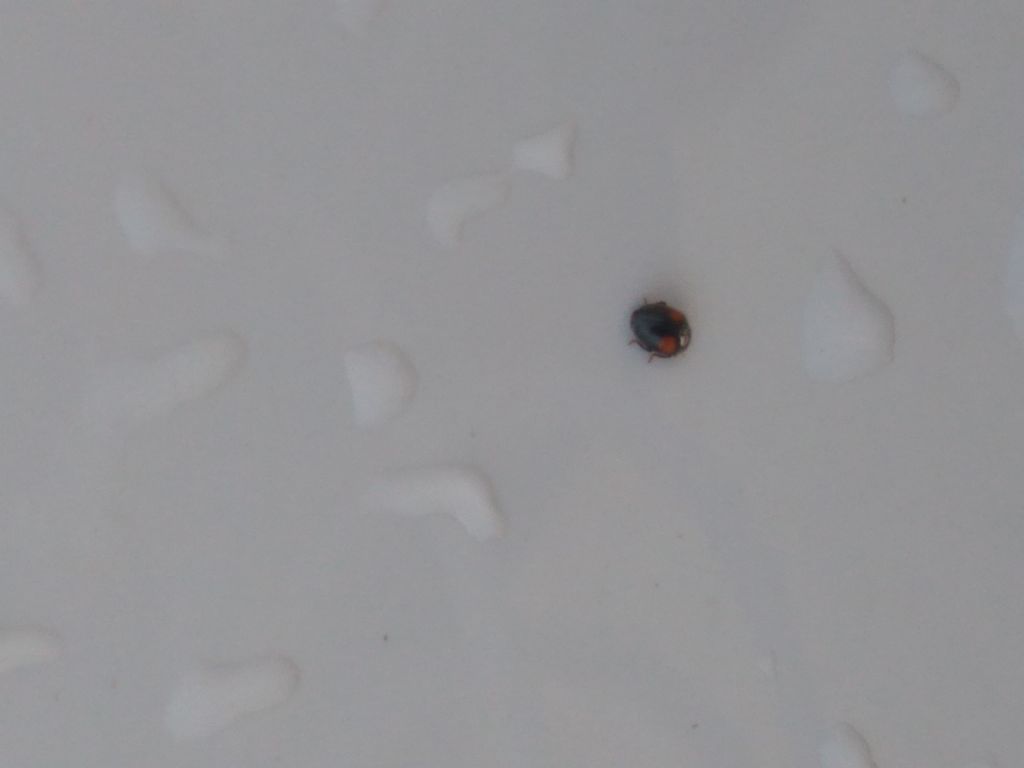 Coccinellidae: scymninae? Probabile Scymnus sp.