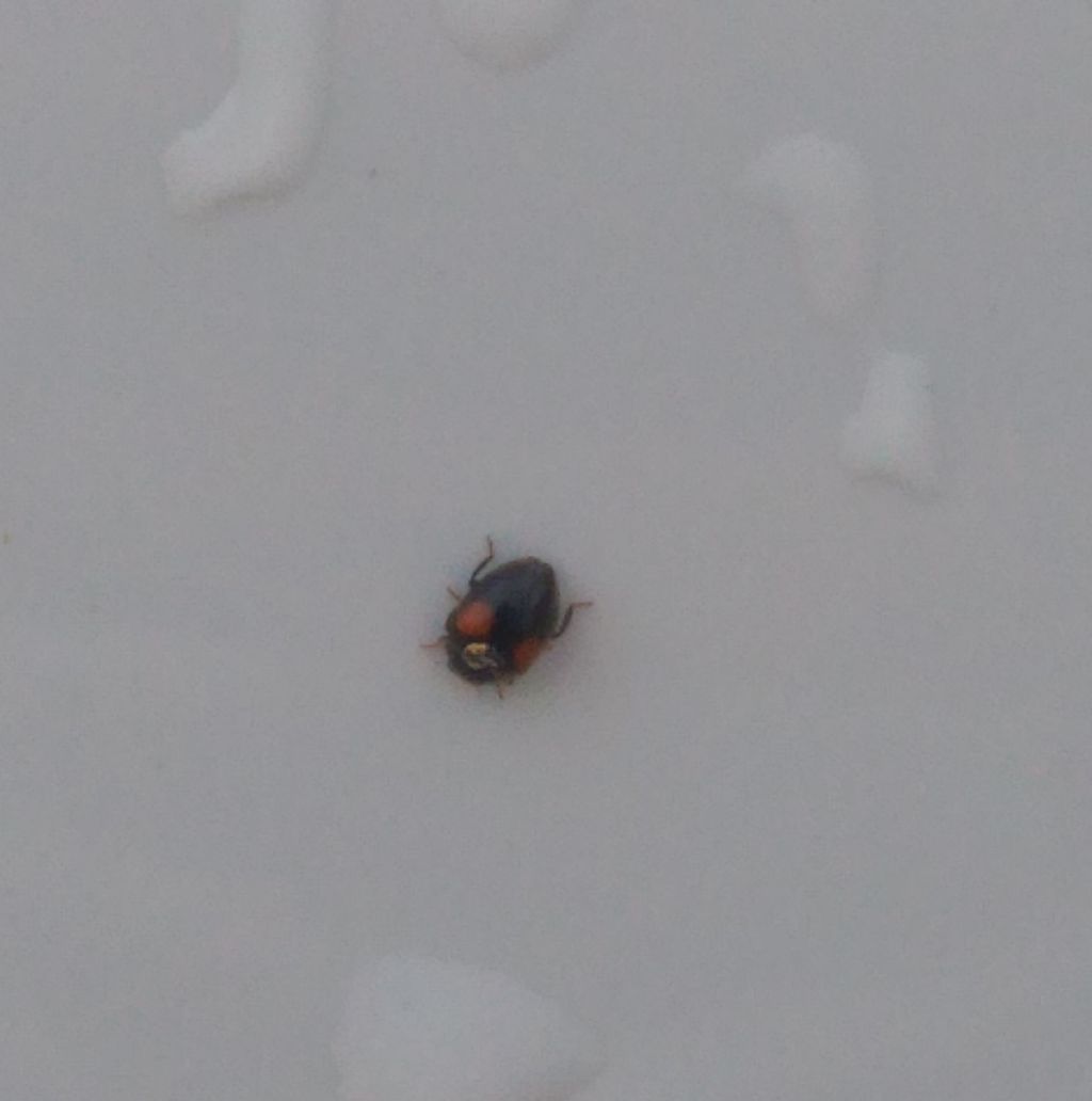 Coccinellidae: scymninae? Probabile Scymnus sp.