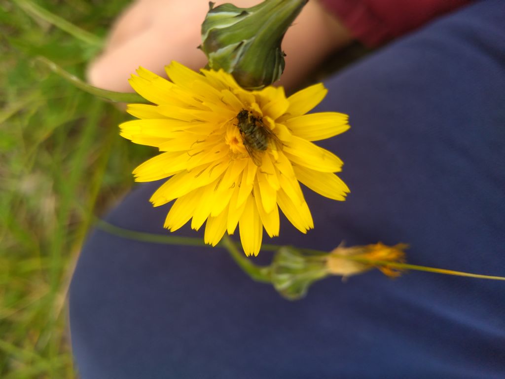 Strana mosca verde