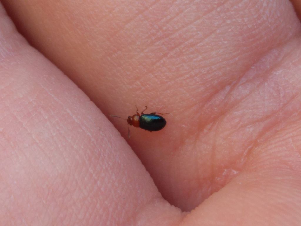 Chrysomelidae: Podagrica fuscicornis? S.