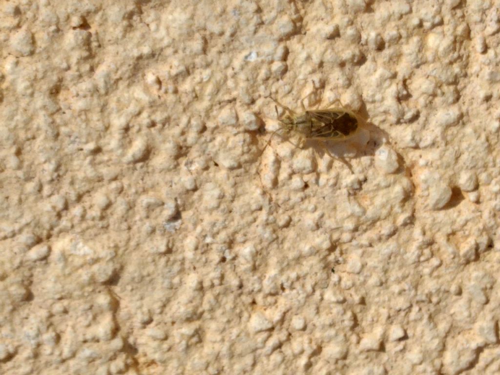 Myridae da identificare